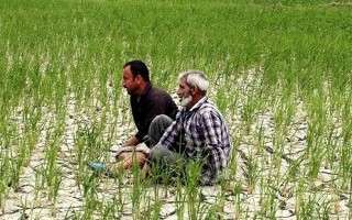 حضور میدانی علی طالبی فرماندار میاندورود در مزارع روستای برگه جهت ارزیابی وضعیت آبرسانی به مزارع برنج این روستا